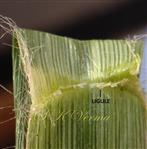  Ligule